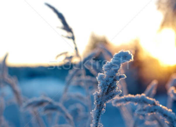 Winterlandschap boom landschap sneeuw schoonheid witte Stockfoto © fanfo