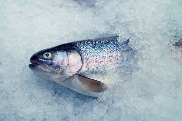 Truta feminino peixe fresco brilhante textura Foto stock © fanfo
