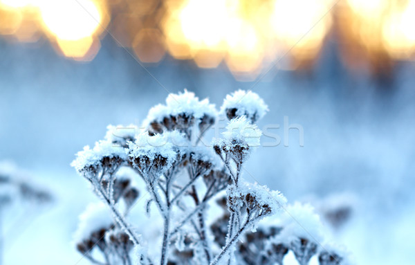 Winter scène landschap sneeuw schoonheid reizen Stockfoto © fanfo