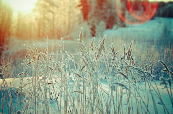 Winterlandschap bloem pine bos zonsondergang boom Stockfoto © fanfo