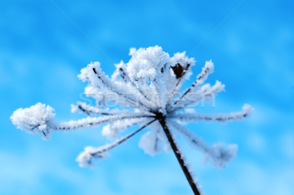 Winter scène natuur sneeuw schoonheid ijs Stockfoto © fanfo