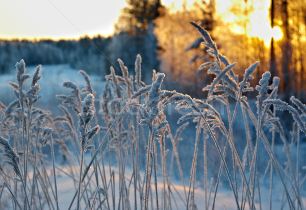 Winterlandschap bloem pine bos zonsondergang boom Stockfoto © fanfo