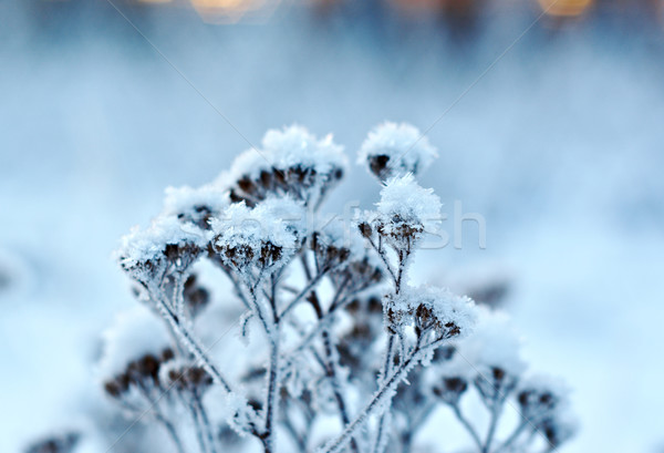 Winter scène landschap sneeuw schoonheid reizen Stockfoto © fanfo