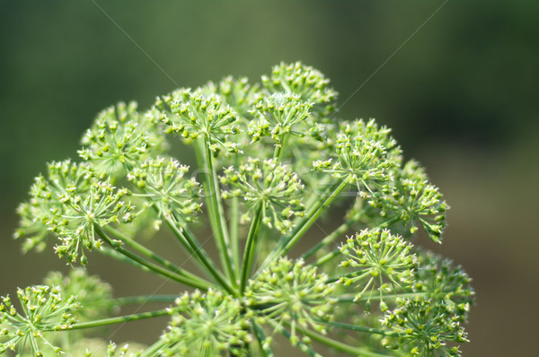 Angelica plan. Close-up   Stock photo © fanfo