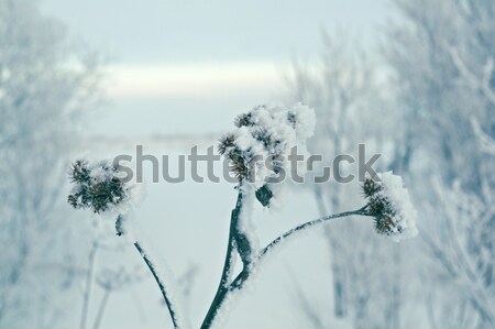 Winter scène natuur sneeuw schoonheid ijs Stockfoto © fanfo