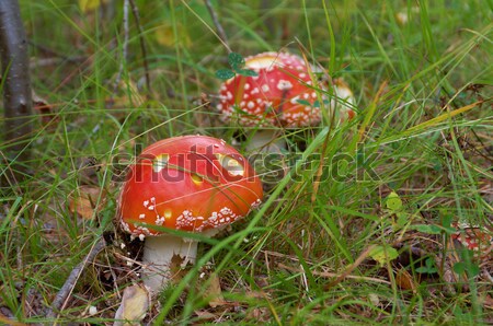 Amanita poisonous mushroom  Stock photo © fanfo