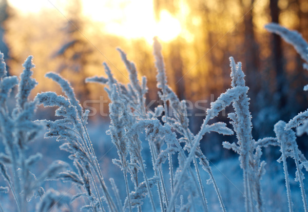 Winterlandschap bloem pine bos zonsondergang boom Stockfoto © fanfo