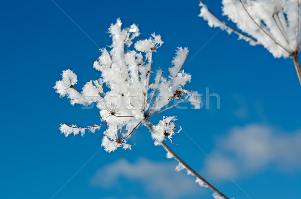 Winterlandschap bloem zon sneeuw achtergrond Stockfoto © fanfo