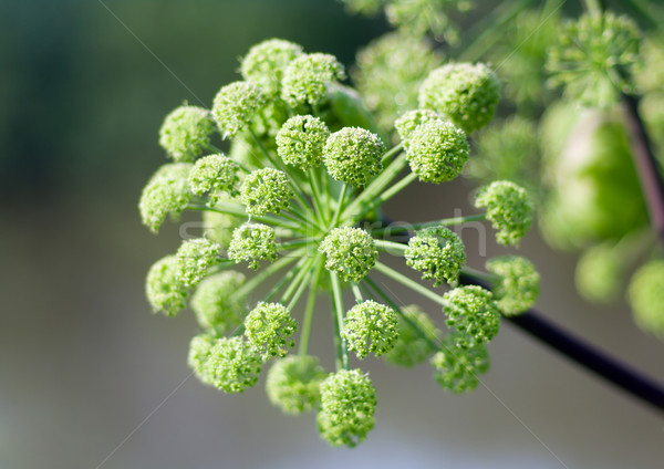 Stock photo: Angelica plan. summer