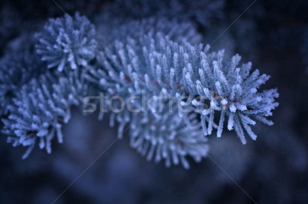 Kış don ladin ağaç sığ Stok fotoğraf © fanfo