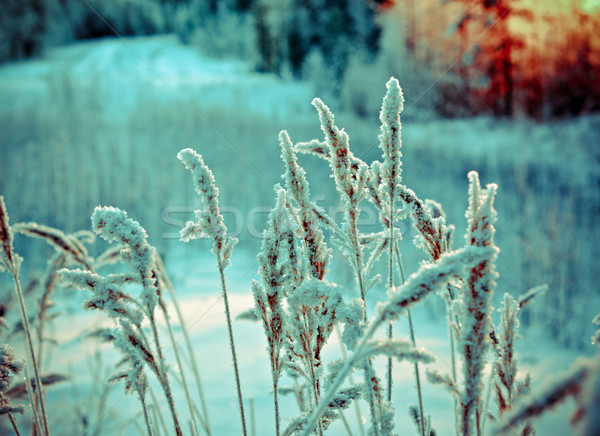 Winterlandschap bloem pine bos zonsondergang boom Stockfoto © fanfo