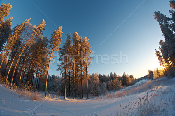 winter landscape .Winter scene  Stock photo © fanfo