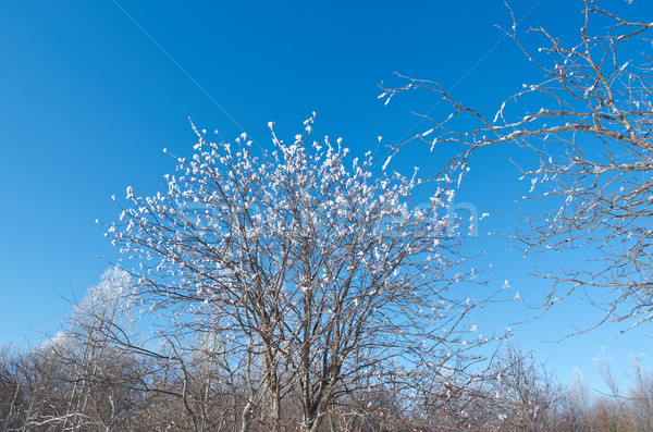 Winter Landschaft eingefroren Bäume hellen Stock foto © fanfo