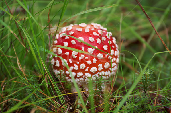 Venenoso cogumelo natureza floresta vermelho magia Foto stock © fanfo