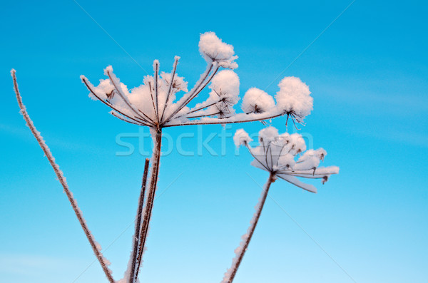 Winter scene .Frozenned flower Stock photo © fanfo