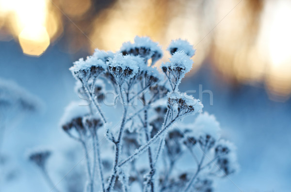 Winter scène landschap sneeuw schoonheid reizen Stockfoto © fanfo