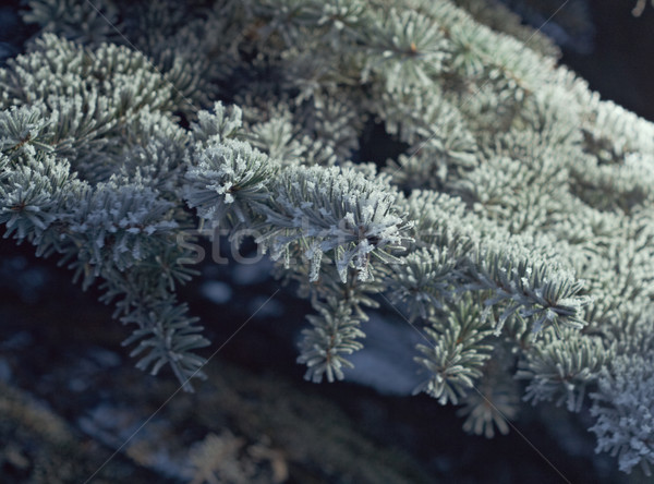 Stock photo: Winter frost on spruce tree  