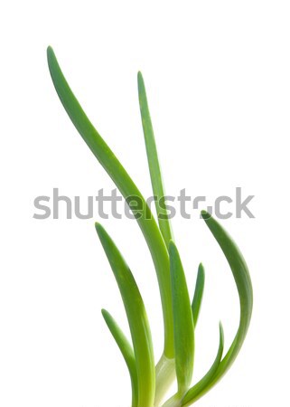 Green onion Stock photo © fanfo