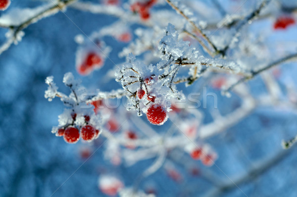 [[stock_photo]]: Rouge · baies · ciel · arbre · bois