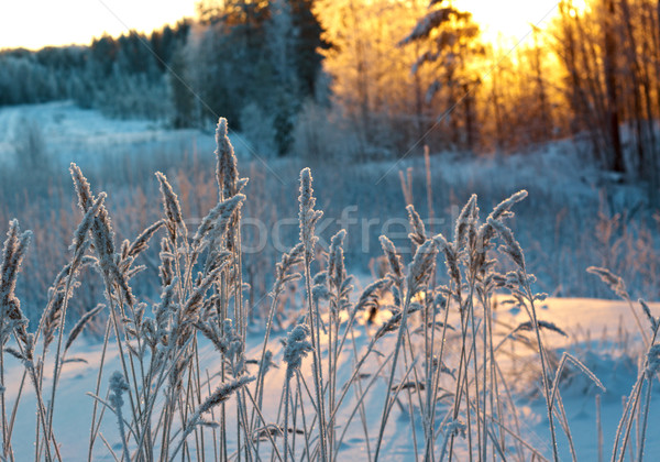 Winterlandschap bloem pine bos zonsondergang boom Stockfoto © fanfo