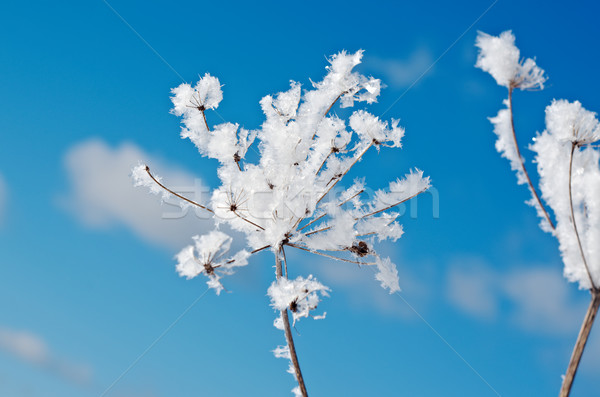 Winterlandschap bloem zon sneeuw achtergrond Stockfoto © fanfo