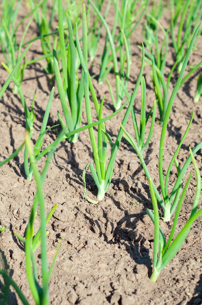 view of chive on the field.plantation onions Stock photo © fanfo