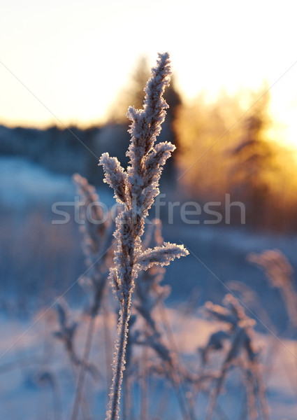 Winterlandschap bloem pine bos zonsondergang boom Stockfoto © fanfo