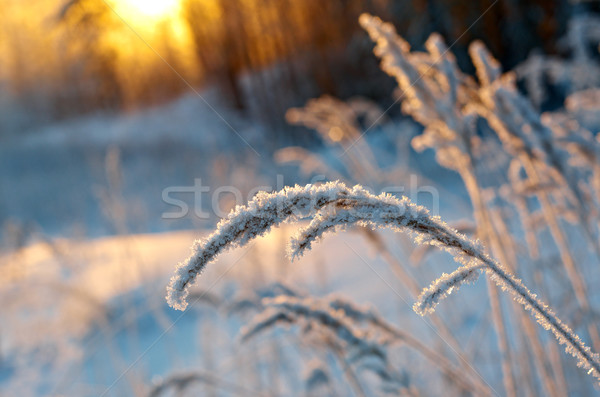 Winterlandschap bloem pine bos zonsondergang boom Stockfoto © fanfo