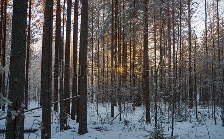 winter landscape .Winter scene  Stock photo © fanfo