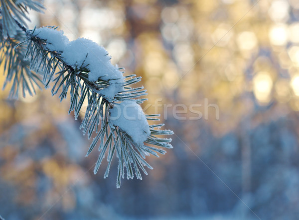 winter landscape .Winter scene  Stock photo © fanfo