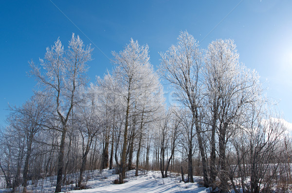 Inverno panorama congelato alberi luminoso Foto d'archivio © fanfo