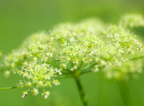 Angelica plan. Close-up  Stock photo © fanfo