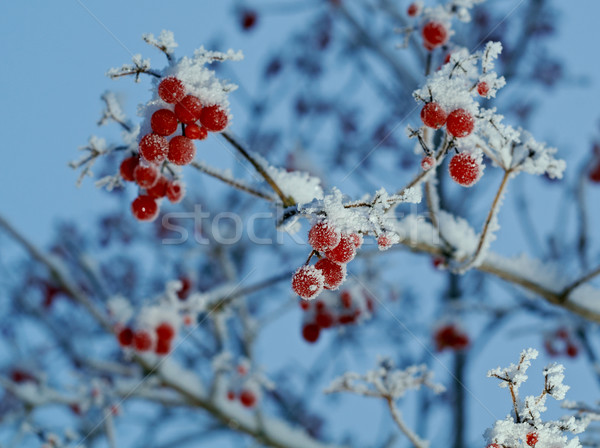 Stock photo: Red berries of viburnum with hoarfrost 