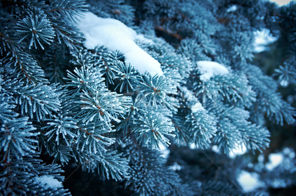 Kış don ladin ağaç noel ağacı Stok fotoğraf © fanfo