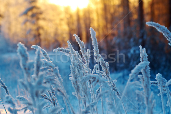 Winterlandschap bloem pine bos zonsondergang boom Stockfoto © fanfo