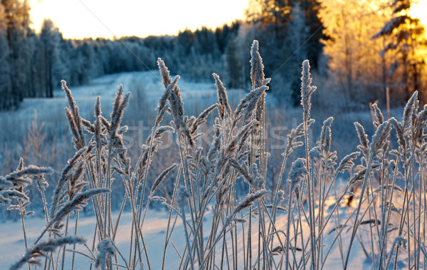 Winterlandschap bloem pine bos zonsondergang boom Stockfoto © fanfo