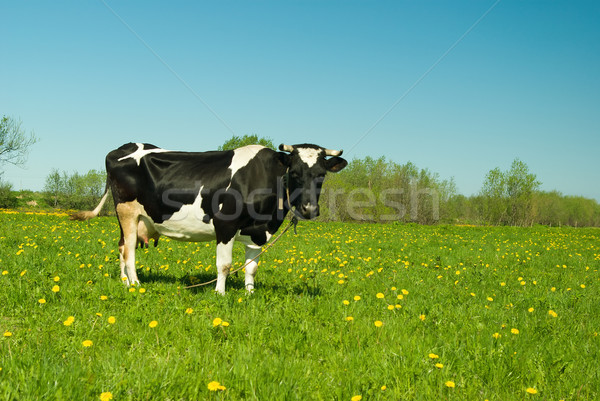 Vacche mucca scenico campo nubi Foto d'archivio © fanfo