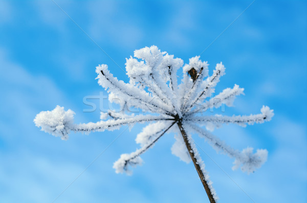 Stock fotó: Tél · jelenet · természet · hó · szépség · jég
