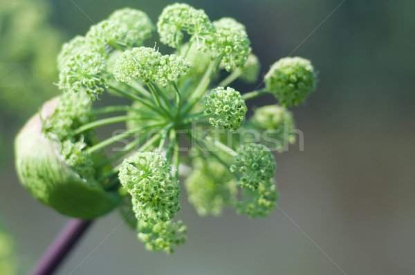 Angelica plan. Close-up   Stock photo © fanfo