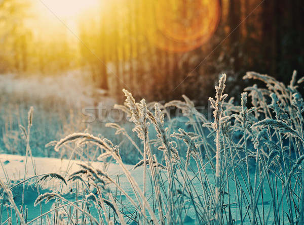 Winterlandschap bloem pine bos zonsondergang boom Stockfoto © fanfo