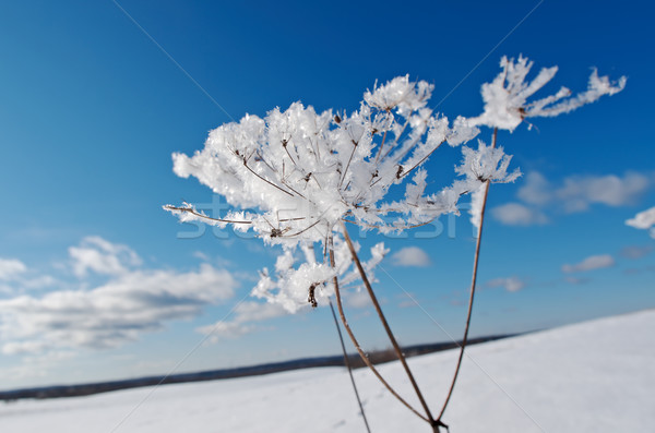 Winterlandschap bloem zon sneeuw achtergrond Stockfoto © fanfo