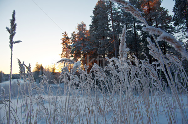 Winter scene  Stock photo © fanfo