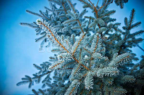 Inverno geada enfeitar árvore raso Foto stock © fanfo