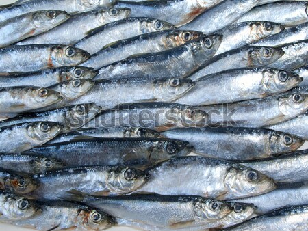 Fresh herring Close-up Stock photo © fanfo