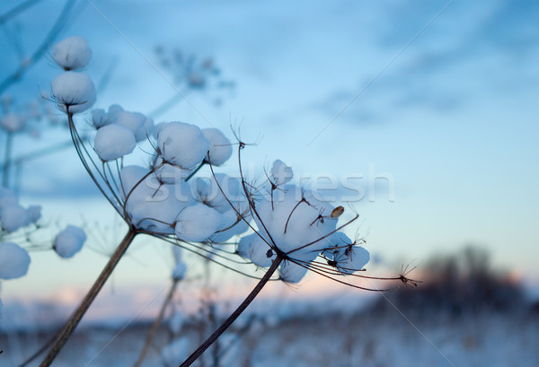 Winterlandschap winter boom natuur sneeuw schoonheid Stockfoto © fanfo