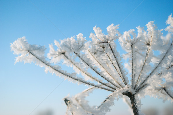 Frozenned flower  Stock photo © fanfo