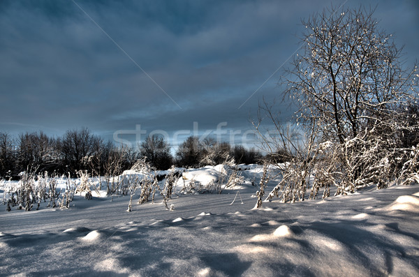 Winter landscape.Winter scene  Stock photo © fanfo