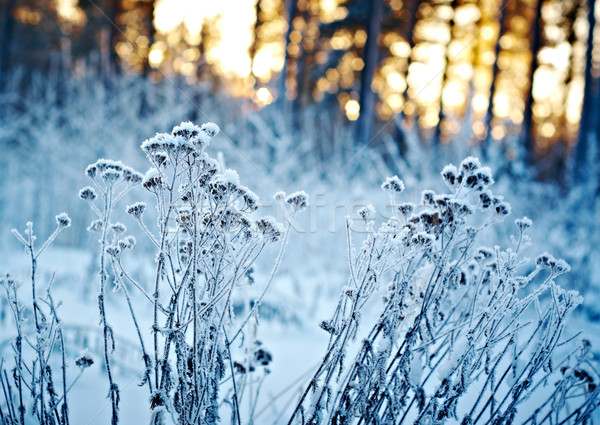Winter landscape.Winter scene Stock photo © fanfo