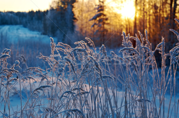 Stock fotó: Téli · tájkép · virág · fenyőfa · erdő · naplemente · fa