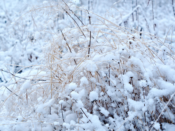 Winterlandschap bloem pine bos boom natuur Stockfoto © fanfo